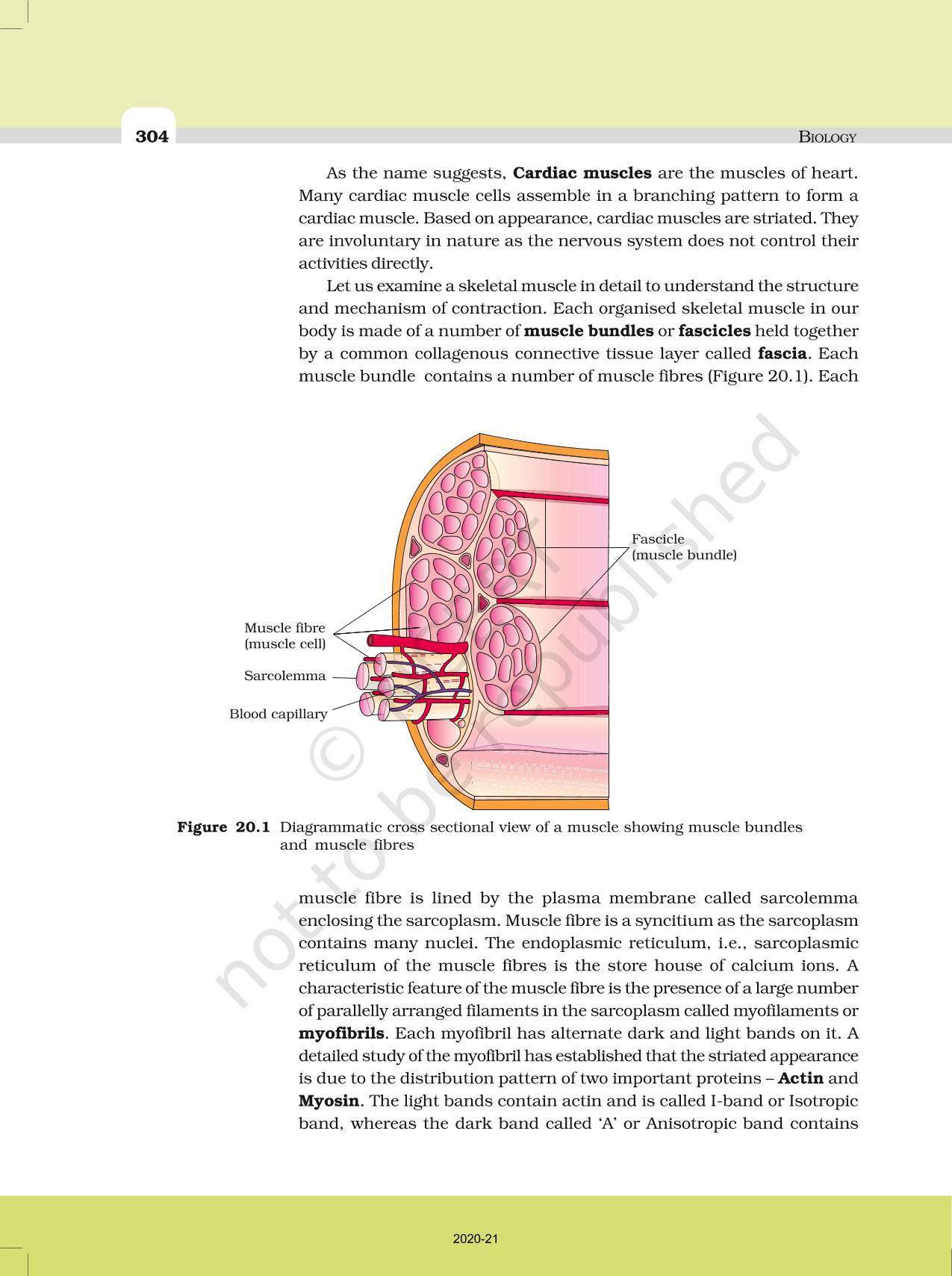 Locomotion And Movement - NCERT Book Of Class 11 Biology